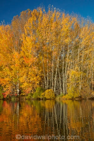 autuminal;autumn;autumn-colour;autumn-colours;autumnal;calm;color;colors;colour;colours;deciduous;fall;gold;golden;Kelland-Pond;Kelland-Ponds;Kellands-Pond;Kellands-Ponds;lake;Lake-Ruataniwha;lakes;leaf;leaves;Mackenzie-Country;Mackenzie-District;Mackenzie-Region;N.Z.;New-Zealand;North-Otago;NZ;Otago;placid;pond;ponds;quiet;reflected;reflection;reflections;S.I.;season;seasonal;seasons;serene;SI;smooth;South-Is;South-Island;Sth-Is;Sth-Is.;still;tranquil;tree;trees;Twizel;Waitaki-District;Waitaki-Region;water;yellow