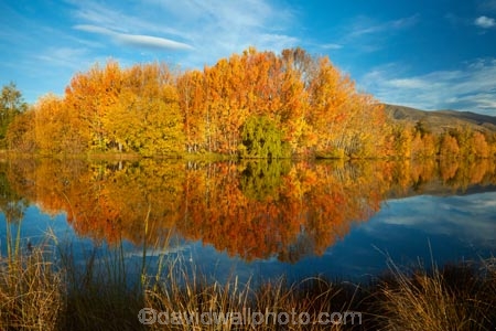 autuminal;autumn;autumn-colour;autumn-colours;autumnal;calm;color;colors;colour;colours;deciduous;fall;gold;golden;Kelland-Pond;Kelland-Ponds;Kellands-Pond;Kellands-Ponds;lake;Lake-Ruataniwha;lakes;leaf;leaves;Mackenzie-Country;Mackenzie-District;Mackenzie-Region;N.Z.;New-Zealand;North-Otago;NZ;Otago;placid;pond;ponds;quiet;reflected;reflection;reflections;S.I.;season;seasonal;seasons;serene;SI;smooth;South-Is;South-Island;Sth-Is;Sth-Is.;still;tranquil;tree;trees;Twizel;Waitaki-District;Waitaki-Region;water;yellow
