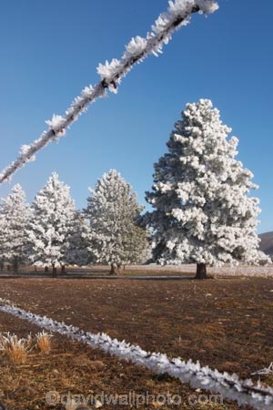 beautiful;calm;calmness;clean;clear;cold;Coldness;Color;Colour;Daytime;Exterior;freeze;freezing;freezing-fog;frost;Frosted;frosty;high-country;hoar-frost;Hoarfrost;ice;icy;idyllic;Landscape;Landscapes;mackenzie;mackenzie-country;waitaki-district;twizel;natural;Nature;new-zealand;Outdoor;Outdoors;Outside;peaceful;Peacefulness;phenomena;phenomenon;pure;Quiet;Quietness;Scenic;Scenics;Season;Seasons;silence;south-island;spectacular;stunning;sunny;tourism;tranquil;tranquility;tree;trees;view;waitaki;water;weather;White;winter;Wintertime;wintery;wintry;pine;pines;pine-trees;pine-tree;fence;fences;wire;wires;barbed-wire;barbed-wires