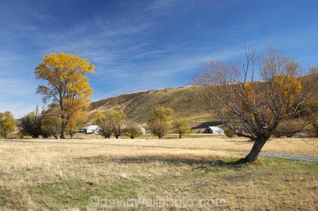 agricultural;agriculture;autuminal;autumn;autumn-colour;autumn-colours;autumnal;Benmore-Station;Clearburn;color;colors;colour;colours;country;countryside;deciduous;fall;farm;farming;farmland;farms;field;fields;meadow;meadows;N.Z.;New-Zealand;North-Otago;NZ;Otago;paddock;paddocks;pasture;pastures;rural;S.I.;season;seasonal;seasons;SI;South-Island;tree;trees;Waitaki-District;Waitaki-Region