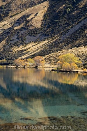 autuminal;autumn;autumn-colour;autumn-colours;autumnal;Ben-Ohau;calm;color;colors;colour;colours;deciduous;fall;lake;Lake-Oahu;lakes;Mackenzie-Country;Mackenzie-District;Mckenzie-Country;Mckenzie-District;N.Z.;New-Zealand;NZ;placid;quiet;reflection;reflections;S.I.;season;seasonal;seasons;serene;SI;smooth;South-Canterbury;South-Island;still;tranquil;tree;trees;water;williow;willow-tree;willow-trees;willows
