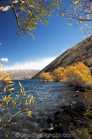 autuminal;autumn;autumn-colour;autumn-colours;autumnal;Ben-Ohau;color;colors;colour;colours;deciduous;fall;lake;Lake-Oahu;lakes;Mackenzie-Country;Mackenzie-District;Mckenzie-Country;Mckenzie-District;N.Z.;New-Zealand;NZ;S.I.;season;seasonal;seasons;SI;South-Canterbury;South-Island;tree;trees;williow;willow-tree;willow-trees;willows
