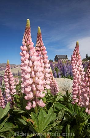 building;buildings;Canterbury;christian;christianity;church;Church-of-the-Good-Shepherd;churches;faith;floral;flower;flowering;flowers;heritage;historic;historic-building;historic-buildings;historical;historical-building;historical-buildings;history;lupin;lupine;lupines;lupins;lupinus;Mackenzie-Country;N.Z.;New-Zealand;NZ;old;pink;place-of-worship;places-of-worship;religion;religions;religious;S.I.;SI;South-Canterbury;South-Is.;South-Island;spring;springtime;summer;summertime;Tekapo;The-Church-of-the-Good-Shepherd;tradition;traditional;wild-flower;wild-flowers;wild-lupins;wild_flower;wild_flowers;wildflower;wildflowers