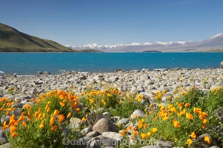 Californian-Poppies;Californian-Poppy;Canterbury;Eschscholzia-califorica;floral;flower;flowering;flowers;lake;Lake-Tekapo;lakes;Mackenzie-Country;N.Z.;New-Zealand;NZ;S.I.;SI;Sibbald-Range;South-Canterbury;South-Is.;South-Island;spring;springtime;summer;summertime;Tekapo;Two-Thumb-Range;wild-flower;wild-flowers;wild_flower;wild_flowers;wildflower;wildflowers;yellow