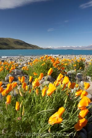 Californian-Poppies;Californian-Poppy;Canterbury;Eschscholzia-califorica;floral;flower;flowering;flowers;lake;Lake-Tekapo;lakes;Mackenzie-Country;N.Z.;New-Zealand;NZ;S.I.;SI;Sibbald-Range;South-Canterbury;South-Is.;South-Island;spring;springtime;summer;summertime;Tekapo;Two-Thumb-Range;wild-flower;wild-flowers;wild_flower;wild_flowers;wildflower;wildflowers;yellow