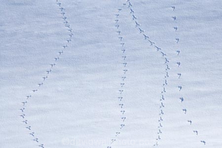 alp;alpine;alpine-resort;alpine-resorts;alpne;alps;altitude;animal-tracks;Canterbury;cold;foot-print;foot-prints;footprint;footprints;freeze;freezing;high-altitude;Mackenzie-Country;mount;mountain;mountainous;mountains;mountainside;mt;mt.;N.Z.;New-Zealand;NZ;Round-Hill-Ski-Area;Round-Hill-Ski-Field;Roundhill-Ski-Area;Roundhill-Ski-Field;S.I.;season;seasonal;seasons;SI;ski;ski-field;ski-fields;ski-resort;ski-resorts;skifield;skifields;skiing;slope;slopes;snow;snow-capped;snowy;South-Canterbury;South-Is;South-Island;southern-alps;spoor;Tekapo-Ski-Area;Tekapo-Ski-Field;track;tracks;trail;trails;Two-Thumb-Range;white;winter;winter-resort;winter-resorts;winter-sport;winter-sports;wintery