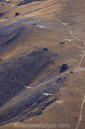 aerial;aerial-photo;aerial-photography;aerial-photos;aerials;air-to-air;aviate;aviation;aviator;aviators;cuthbert-range;fast;flies;fly;flying;glide;glider;gliders;glides;gliding;N.Z.;New-Zealand;New-Zealand-Gliding-Grand-Prix;North-Otago;NZ;NZ-Gliding-Grand-Prix-2006;Omarama;race;racing;S.I.;sail-plane;sail-planes;sail-planing;sail_plane;sail_planes;sail_planing;sailplane;Sailplane-Grand-Prix;sailplanes;sailplaning;SI;soar;soaring;South-Island;thermal;thermaling;thermalling;thermals;tussock;tussocks;Waitaki-District;wing;wings