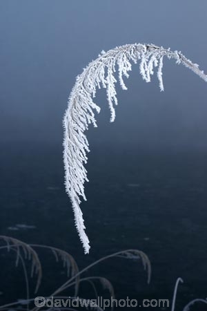 cold;freeze;freezes;frost;frosted;Frosted-Leaf;frosty;frosty-grass;frozen;grass;hoar;hoar-frost;ice;icy;leaf;leaves;Mackenzie-Country;New-Zealand;poplar;season;seasonal;seasons;seed-head;South-Island;Twizel;winter;wintry