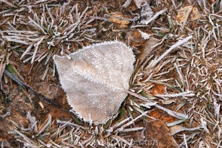 cold;freeze;freezes;frost;frosted;Frosted-Leaf;frosty;frosty-grass;frozen;grass;hoar;hoar-frost;ice;icy;leaf;leaves;Mackenzie-Country;New-Zealand;poplar;season;seasonal;seasons;South-Island;Twizel;winter;wintry