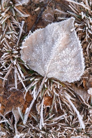 cold;freeze;freezes;frost;frosted;Frosted-Leaf;frosty;frosty-grass;frozen;grass;hoar;hoar-frost;ice;icy;leaf;leaves;Mackenzie-Country;New-Zealand;poplar;season;seasonal;seasons;seed-head;South-Island;Twizel;winter;wintry