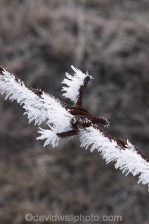 barb-wire;barbed-wire;cold;fence;fences;freeze;freezes;frost;frosted;frosty;frozen;hoar;hoar-frost;ice;icy;Mackenzie-Country;New-Zealand;season;seasonal;seasons;South-Island;Twizel;winter;wintry;wire;wires