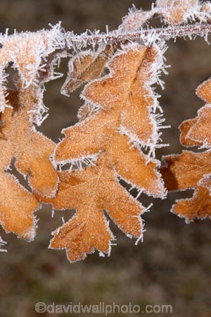 cold;freeze;freezes;frost;frosted;Frosted-Leaf;frosty;frosty-oak-leaf;frozen;grass;hoar;hoar-frost;ice;icy;leaf;leaves;Mackenzie-Country;New-Zealand;oak;oak-leaf;oak-leaves;oaks;season;seasonal;seasons;South-Island;Twizel;winter;wintry