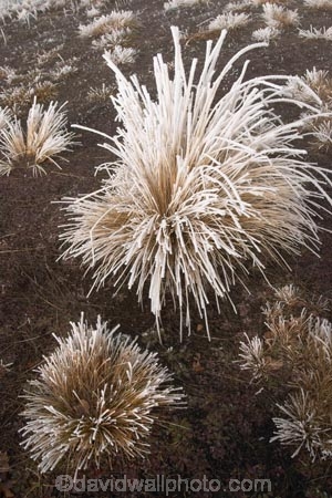 cold;freeze;freezes;frost;frosted;Frosted-Leaf;frosty;frosty-grass;frozen;grass;hoar;hoar-frost;ice;icy;leaf;leaves;Mackenzie-Country;New-Zealand;poplar;season;seasonal;seasons;seed-head;South-Island;tussock;tussocks;Twizel;winter;wintry