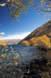 autuminal;autumn;autumn-colour;autumn-colours;autumnal;Ben-Ohau;color;colors;colour;colours;deciduous;fall;lake;Lake-Oahu;lakes;Mackenzie-Country;Mackenzie-District;Mckenzie-Country;Mckenzie-District;N.Z.;New-Zealand;NZ;S.I.;season;seasonal;seasons;SI;South-Canterbury;South-Island;tree;trees;williow;willow-tree;willow-trees;willows