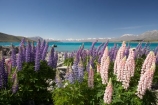 Canterbury;color;colors;colour;colours;fields;floral;flower;flowering;flowers;garden;gardens;Lake-Tekapo;lilac;lupin;lupine;lupines;lupins;lupinus;Mackenzie-Country;mauve;N.Z.;New-Zealand;NZ;pink;purple;S.I.;SI;South-Canterbury;South-Is.;South-Island;spring;springtime;summer;summertime;Tekapo;violet;wild-flower;wild-flowers;wild-lupins;wild_flower;wild_flowers;wildflower;wildflowers