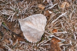 cold;freeze;freezes;frost;frosted;Frosted-Leaf;frosty;frosty-grass;frozen;grass;hoar;hoar-frost;ice;icy;leaf;leaves;Mackenzie-Country;New-Zealand;poplar;season;seasonal;seasons;South-Island;Twizel;winter;wintry