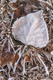 cold;freeze;freezes;frost;frosted;Frosted-Leaf;frosty;frosty-grass;frozen;grass;hoar;hoar-frost;ice;icy;leaf;leaves;Mackenzie-Country;New-Zealand;poplar;season;seasonal;seasons;seed-head;South-Island;Twizel;winter;wintry