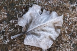 cold;freeze;freezes;frost;frosted;Frosted-Leaf;frosty;frosty-grass;frozen;grass;hoar;hoar-frost;ice;icy;leaf;leaves;Mackenzie-Country;New-Zealand;poplar;season;seasonal;seasons;seed-head;South-Island;Twizel;winter;wintry