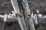 barb-wire;barbed-wire;cold;fence;fences;freeze;freezes;frost;frosted;frosty;frozen;hoar;hoar-frost;ice;icy;Mackenzie-Country;New-Zealand;season;seasonal;seasons;South-Island;Twizel;winter;wintry;wire;wires