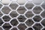 chicken-wire;cold;fence;fences;freeze;freezes;frost;frosted;frosty;frozen;hexagon;hexagonal;hoar;hoar-frost;ice;icy;Mackenzie-Country;netting;New-Zealand;season;seasonal;seasons;South-Island;Twizel;winter;wintry;wire;wire-net;wire-netting;wires