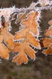 cold;freeze;freezes;frost;frosted;Frosted-Leaf;frosty;frosty-oak-leaf;frozen;grass;hoar;hoar-frost;ice;icy;leaf;leaves;Mackenzie-Country;New-Zealand;oak;oak-leaf;oak-leaves;oaks;season;seasonal;seasons;South-Island;Twizel;winter;wintry