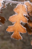 cold;freeze;freezes;frost;frosted;Frosted-Leaf;frosty;frosty-oak-leaf;frozen;grass;hoar;hoar-frost;ice;icy;leaf;leaves;Mackenzie-Country;New-Zealand;oak;oak-leaf;oak-leaves;oaks;season;seasonal;seasons;South-Island;Twizel;winter;wintry