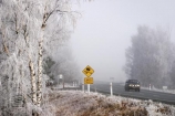 car;cold;dangerous;drive;driving-conditions;freeze;freezes;frost;frosted;frosty;frozen;grass;hoar;hoar-frost;ice;icy;leaf;leaves;Mackenzie-Country;New-Zealand;plant;road;roads;season;seasonal;seasons;seed-head;sign;signs;slippery;South-Island;transport;transportation;travel;traveling;travelling;tree;trees;trip;Twizel;warning;warning-warnings;winter;winter-driving;wintery;wintry;yellow