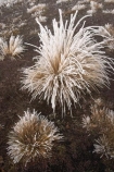 cold;freeze;freezes;frost;frosted;Frosted-Leaf;frosty;frosty-grass;frozen;grass;hoar;hoar-frost;ice;icy;leaf;leaves;Mackenzie-Country;New-Zealand;poplar;season;seasonal;seasons;seed-head;South-Island;tussock;tussocks;Twizel;winter;wintry