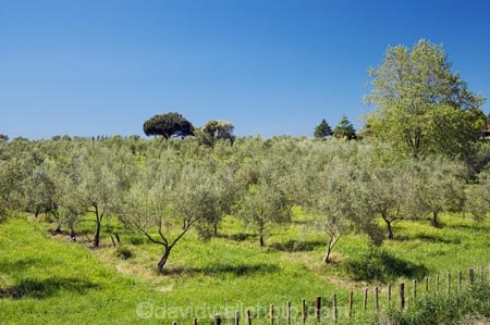 B.O.P.;Bay-of-Plenty;BOP;country;countryside;crop;crops;farm;farming;farmland;farms;field;fruit;fruit-tree;fruit-trees;horticulture;N.I.;N.Z.;New-Zealand;NI;North-Is;North-Island;NZ;olive;olive-orchard;olive-orchards;olive-tree;olive-trees;olives;orchard;orchards;row;rows;rural;tree;trees;Whakatane