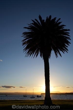 B.O.P.;Bay-of-Plenty;boat;boats;BOP;coast;coastal;coastline;coastlines;coasts;dusk;evening;foreshore;mast;masts;Mount-Maunganui;Mt-Maunganui;Mt.-Maunganui;N.I.;N.Z.;New-Zealand;NI;nightfall;North-Is;North-Island;NZ;ocean;orange;palm;palm-tree;palm-trees;palms;sea;shore;shoreline;shorelines;shores;silhouette;sky;sunset;sunsets;Tauranga-Harbor;Tauranga-Harbour;twilight;water;yacht;yachts
