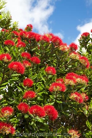 Bay-of-Plenty;crimson;flower;flowers;metrosideros-excelsa;Mount-Maunganui;Mt-Maunganui;Mt.-Maunganui;N.I.;N.Z.;New-Zealand;NI;North-Is;North-Is.;North-Island;NZ;plant;plants;pohutakawa;pohutakawas;pohutukawa;pohutukawa-flower;pohutukawa-flowers;pohutukawa-tree;pohutukawa-trees;pohutukawas;red;Tauranga;tree;trees