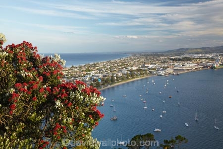 Bay-of-Plenty;crimson;flower;flowers;metrosideros-excelsa;Mount-Maunganui;Mt-Maunganui;Mt.-Maunganui;N.I.;N.Z.;New-Zealand;NI;North-Is;North-Is.;North-Island;NZ;plant;plants;pohutakawa;pohutakawas;pohutukawa;pohutukawa-flower;pohutukawa-flowers;pohutukawa-tree;pohutukawa-trees;pohutukawas;red;Tauranga;tree;trees