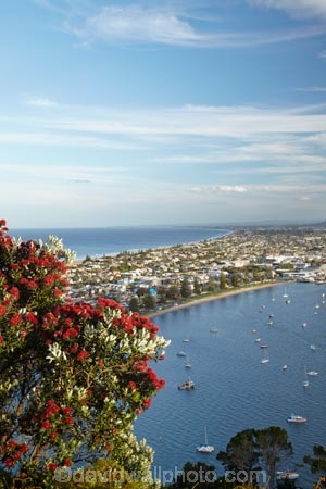 Bay-of-Plenty;crimson;flower;flowers;metrosideros-excelsa;Mount-Maunganui;Mt-Maunganui;Mt.-Maunganui;N.I.;N.Z.;New-Zealand;NI;North-Is;North-Is.;North-Island;NZ;plant;plants;pohutakawa;pohutakawas;pohutukawa;pohutukawa-flower;pohutukawa-flowers;pohutukawa-tree;pohutukawa-trees;pohutukawas;red;Tauranga;tree;trees