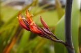 Bay-of-Plenty;flower;flowers;Mount-Maunganui;Mt-Maunganui;Mt.-Maunganui;N.I.;N.Z.;native;natural;nature;new-zealand;NI;North-Is;North-Is.;North-Island;NZ;orange;Phormium;plant;pod;pods;seed;seeds;Tauranga