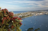 Bay-of-Plenty;crimson;flower;flowers;metrosideros-excelsa;Mount-Maunganui;Mt-Maunganui;Mt.-Maunganui;N.I.;N.Z.;New-Zealand;NI;North-Is;North-Is.;North-Island;NZ;plant;plants;pohutakawa;pohutakawas;pohutukawa;pohutukawa-flower;pohutukawa-flowers;pohutukawa-tree;pohutukawa-trees;pohutukawas;red;Tauranga;tree;trees