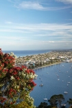 Bay-of-Plenty;crimson;flower;flowers;metrosideros-excelsa;Mount-Maunganui;Mt-Maunganui;Mt.-Maunganui;N.I.;N.Z.;New-Zealand;NI;North-Is;North-Is.;North-Island;NZ;plant;plants;pohutakawa;pohutakawas;pohutukawa;pohutukawa-flower;pohutukawa-flowers;pohutukawa-tree;pohutukawa-trees;pohutukawas;red;Tauranga;tree;trees
