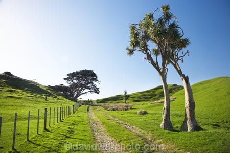 agricultural;agriculture;Cabbage-Tree;Cabbage-Trees;Cape-Farewell;Cordyline-australis;country;countryside;farm;farm-track;farm-tracks;farming;farmland;farms;fence;fence-line;fence-lines;fence_line;fence_lines;fenceline;fencelines;fences;field;fields;meadow;meadows;N.Z.;Nelson-Region;New-Zealand;NZ;paddock;paddocks;pair;pairs;pasture;pastures;rural;S.I.;SI;South-Is.;South-Island;track;tracks;twin;twins;two