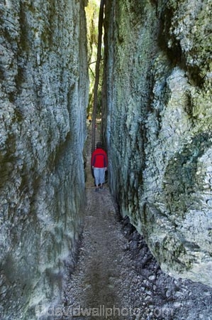 canyon;canyons;child;children;families;family;Golden-Bay;gorge;gorges;kids;limestone;model-release;model-released;mother;mothers;N.Z.;Nelson-Region;New-Zealand;NZ;path;paths;pathway;pathways;people;person;S.I.;SI;slot-canyon;slot-canyons;South-Is.;South-Island;Takaka;The-Grove;The-Grove-Scenic-Reserve;track;tracks;walkers;walking