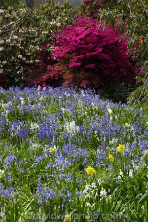 bloom;blooming;blooms;flower;flowers;fresh;garden;gardens;grow;growth;Isel-House;N.Z.;Nelson;Nelson-City;Nelson-District;Nelson-Region;New-Zealand;NZ;old;renew;S.I.;season;seasonal;seasons;SI;South-Is;South-Is.;South-Island;spring;Spring-Flowers;springtime;Sth-Is;Stoke;tradition;traditional