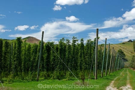 agricultural;agriculture;country;countryside;crop;crops;farm;farming;farmland;farms;field;fields;growing;Hops;horticulture;Humulus-lupulus;meadow;meadows;N.Z.;Nelson-Region;New-Zealand;NZ;paddock;paddocks;pasture;pastures;rural;S.I.;South-Is;South-Island;Sth-Is;Tapawera