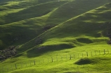 agricultural;agriculture;Cape-Farewell;country;countryside;farm;farming;farmland;farms;fence;fence-line;fence-lines;fence_line;fence_lines;fenceline;fencelines;fences;field;fields;hill;hills;hilly;meadow;meadows;N.Z.;Nelson-Region;New-Zealand;NZ;paddock;paddocks;pasture;pastures;rural;S.I.;SI;South-Is.;South-Island;sunlight