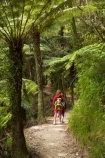 Abel-Tasman-Coast-Track;Abel-Tasman-Coastal-Track;Abel-Tasman-N.P.;Abel-Tasman-National-Park;Abel-Tasman-NP;Bark-Bay;beautiful;beauty;bush;child;children;endemic;families;family;forest;forests;green;hike;hiker;hikers;hiking;kids;model-release;model-released;mother;mothers;N.Z.;national-park;national-parks;native;native-bush;natives;natural;nature;Nelson-Region;New-Zealand;NZ;people;person;S.I.;scene;scenic;SI;South-Is.;South-Island;timber;tramp;tramper;trampers;tramping;tree;trees;trek;treker;trekers;treking;trekker;trekkers;trekking;walk;walker;walkers;walking;wood;woods