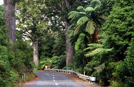 bitumen;black-tree-fern;botany;bush;fern;ferns;flora;foiliage;forests;mamaku;native;ponga;punga;road;roading;roads;timber;trees;wood