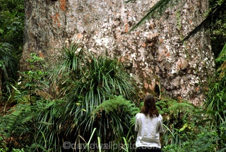 botany;bush;flora;foiliage;forests;native;timber;trees;wood