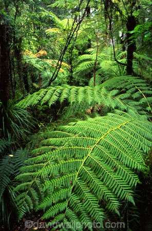 black-tree-fern;botany;bush;fern;ferns;flora;foiliage;forests;mamaku;native;timber;trees;wood