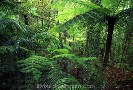 black-tree-fern;botany;bush;fern;ferns;flora;foiliage;forests;mamaku;native;timber;trees;wood