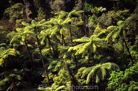 black-tree-fern;botany;bush;fern;ferns;flora;foiliage;forests;mamaku;native;ponga;punga;timber;trees;wood