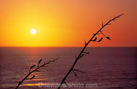 ball;botany;color;colour;flora;native;ocean;orange;plant;silhouette;sun;sunset;yellow