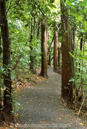alive;beautiful;beauty;bush;forest;forestry;forests;green;hike;hikes;hiking;natural;nature;scene;scenic;track;tracks;tramp;tramping;tramps;walk;walking;walks