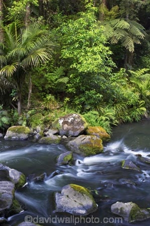 brook;brooks;creek;creeks;fern;ferns;flora;forest;forestry;forests;green;Hatea-River;lush;native-bush;new-zealand;north-is.;north-island;Northland;outdoor;outdoors;rivers;stream;streams;undergrowth;watercourse;Whangarei;Whangarei-Falls